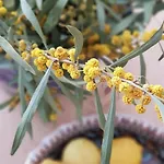 فندق Peremere